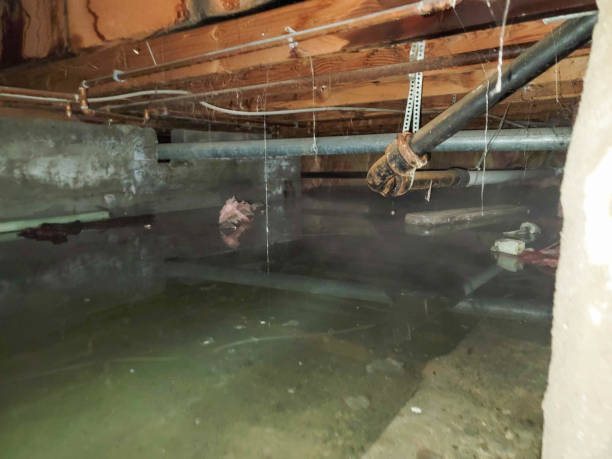 Best Mold removal after water damage  in Trent Woods, NC